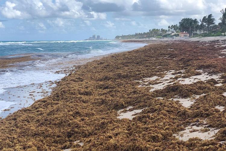 Nutrients Drive Seaweed Blooms 