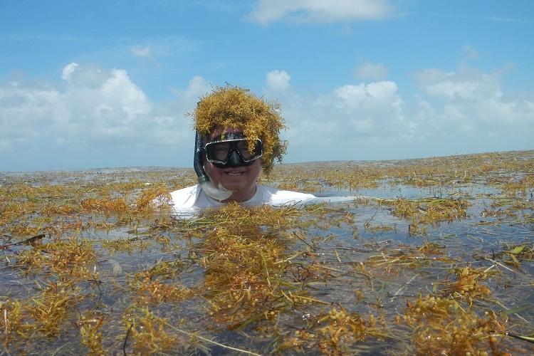 Sargassum Harvesting Grant