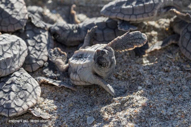 Sea Turtle Nesting Season