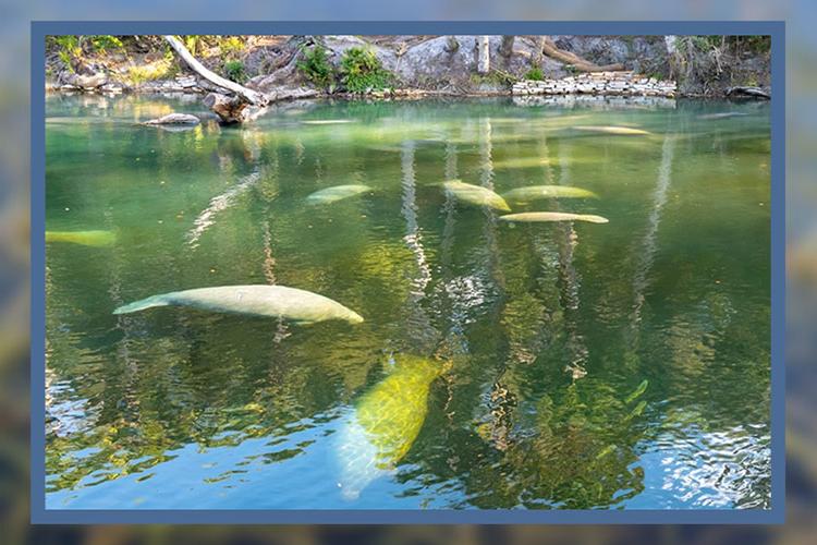 Hope for Florida Manatees